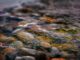 Maximising value from real-time data streams