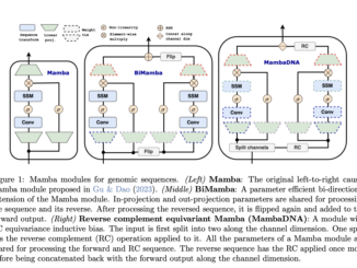 This AI Paper from Cornell Proposes Caduceus: Deciphering the Best Tokenization Strategies for Enhanced NLP Models