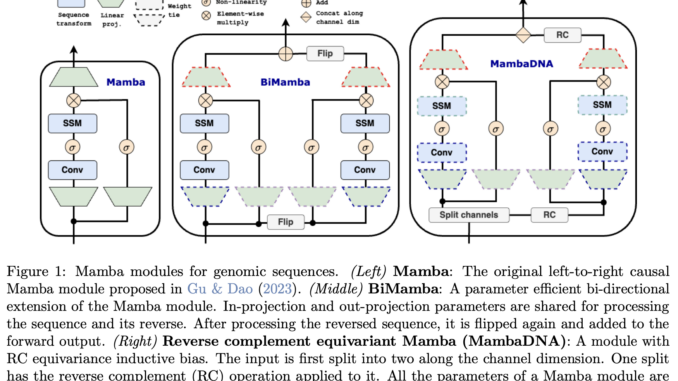 This AI Paper from Cornell Proposes Caduceus: Deciphering the Best Tokenization Strategies for Enhanced NLP Models