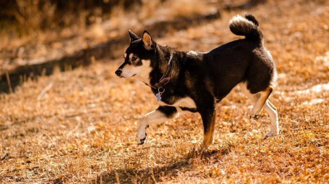 Shiba Inu