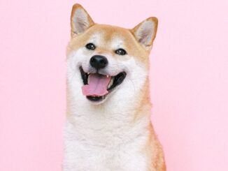 Shiba Inu